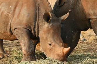 rhinoceros-pair-1612629_640